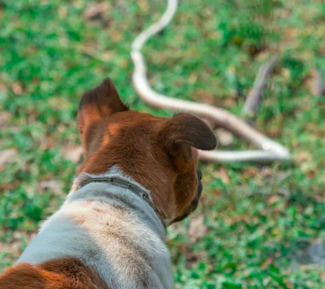 Dog looking at snake